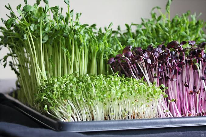 Microgreens Seeds