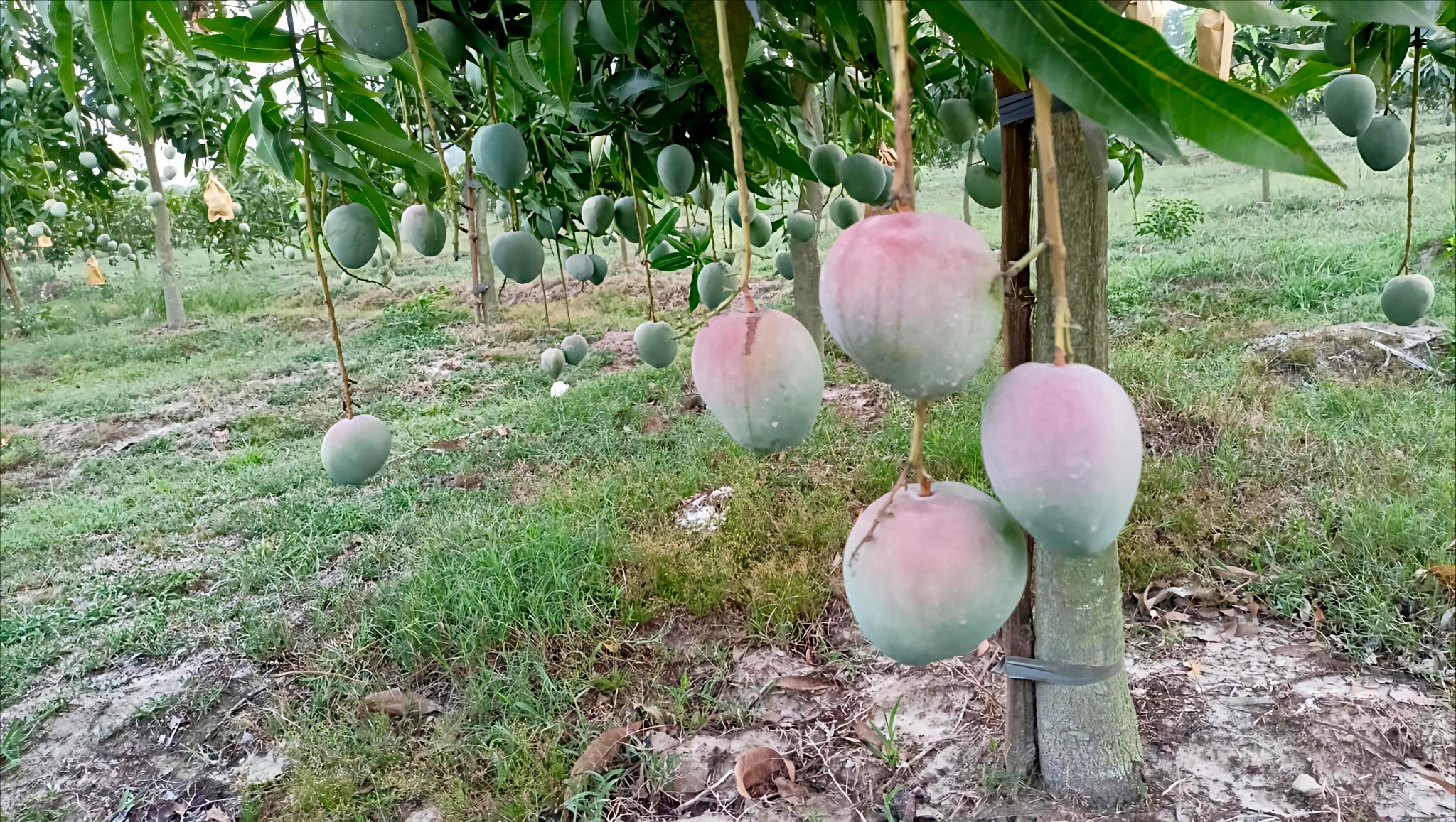 বারি-৪